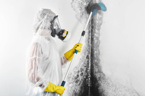 Best Real Estate Mold Inspection  in Vance, AL