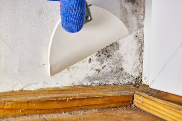 Best Black Mold Removal  in Vance, AL